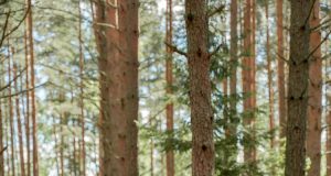 Ontdek de smaken van de Ardennen door culinaire hoogstandjes te vinden culinaire hoogstandjes ardennen